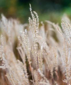 Brighter Blooms Flame Grass Ornamental Grasses