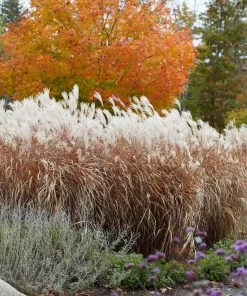 Brighter Blooms Flame Grass Ornamental Grasses