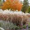 Brighter Blooms Flame Grass Ornamental Grasses