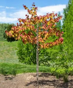 Brighter Blooms Flame Thrower® Redbud Tree