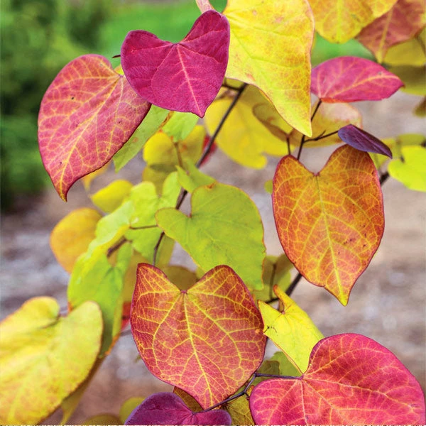 Brighter Blooms Flame Thrower® Redbud Tree 1 Brighter Blooms Flame Thrower® Redbud Tree