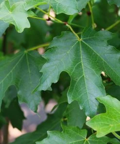 Brighter Blooms Flashfire® Maple Tree