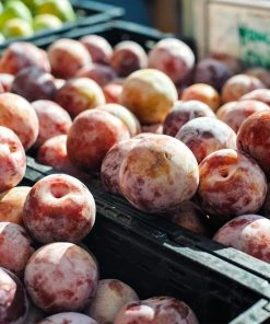 Brighter Blooms Fruit Trees Flavor King® Pluot Tree