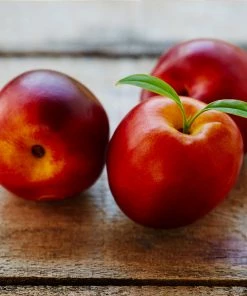 Brighter Blooms Flavortop Nectarine Tree Fruit Trees