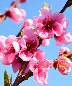 Brighter Blooms Flavortop Nectarine Tree Fruit Trees