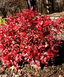 Brighter Blooms Shrubs & Hedges Flirt™ Nandina Bush