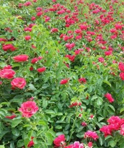 Brighter Blooms Roses Flower Carpet Red Rose