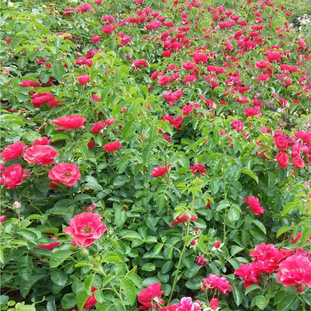 Brighter Blooms Roses Flower Carpet Red Rose 2 Brighter Blooms Roses Flower Carpet Red Rose