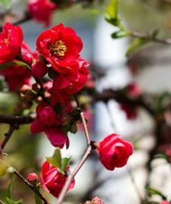 Brighter Blooms Red Flowering Quince Tree