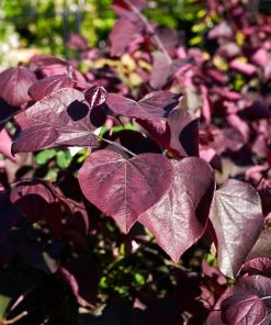 Brighter Blooms Forest Pansy Redbud Tree Flowering Trees