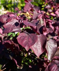 Brighter Blooms Forest Pansy Redbud Tree Flowering Trees