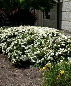 BrighterBlooms.com Four Seasons Gardenia Shrub SHOP ALL