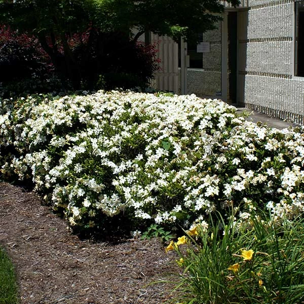 BrighterBlooms.com Four Seasons Gardenia Shrub SHOP ALL 1 BrighterBlooms.com Four Seasons Gardenia Shrub SHOP ALL