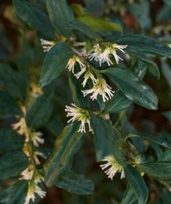 Brighter Blooms Fragrant Sweetbox Shrubs & Hedges
