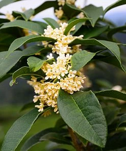 Brighter Blooms Fragrant Tea Olive Shrub Shrubs & Hedges