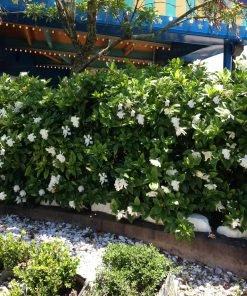 Brighter Blooms Shrubs & Hedges Frost Proof Gardenia Shrub