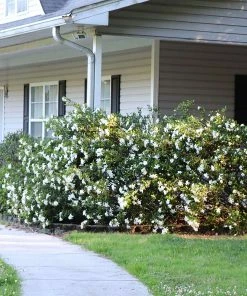 Brighter Blooms Shrubs & Hedges Frost Proof Gardenia Shrub