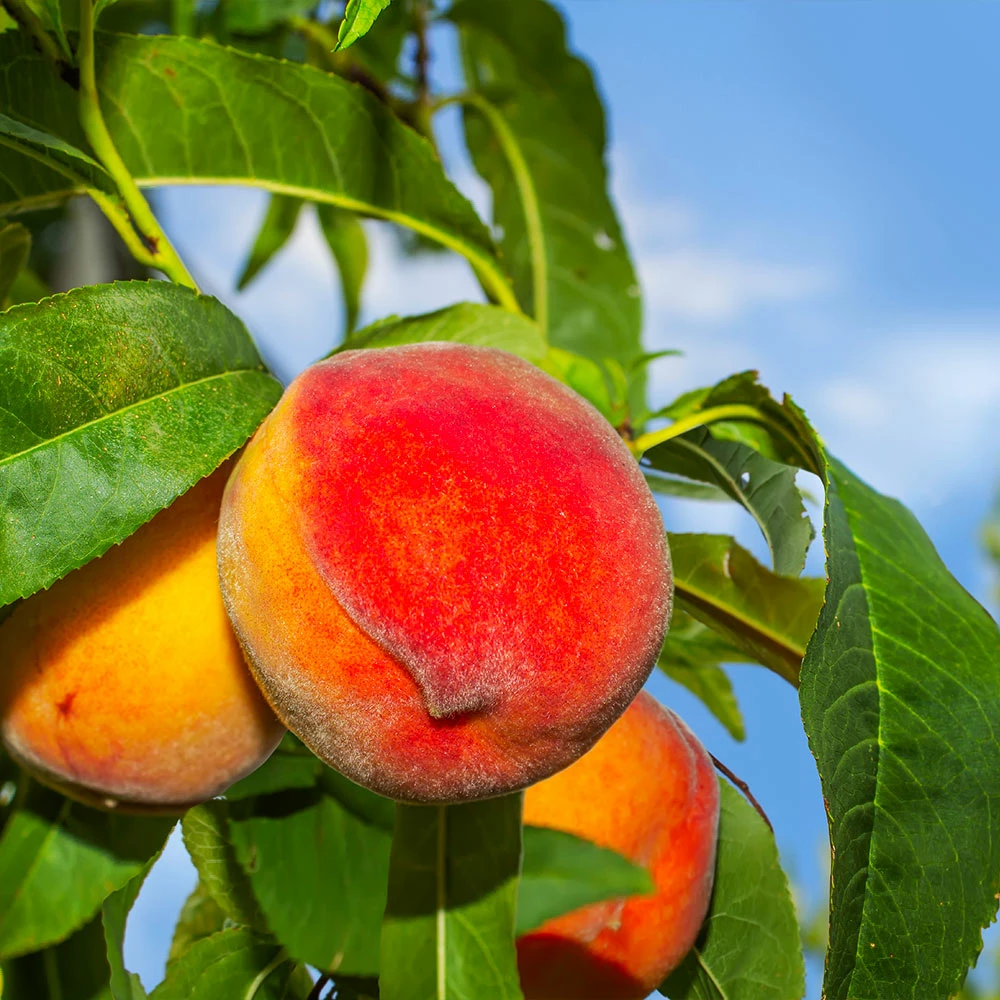 Brighter Blooms Fruit Trees Frost Proof Peach Tree 2 Brighter Blooms Fruit Trees Frost Proof Peach Tree