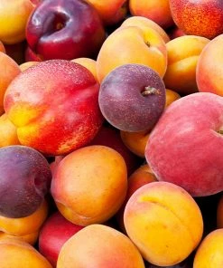 BrighterBlooms.com Fruit Cocktail Tree