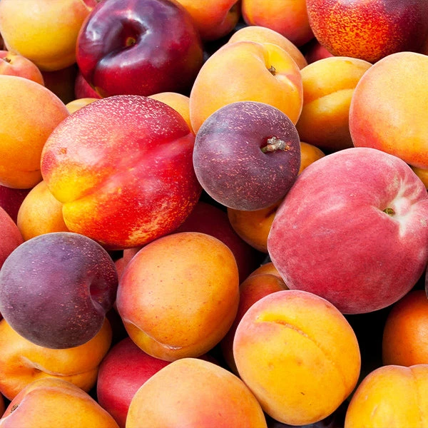 BrighterBlooms.com Fruit Cocktail Tree 1 BrighterBlooms.com Fruit Cocktail Tree