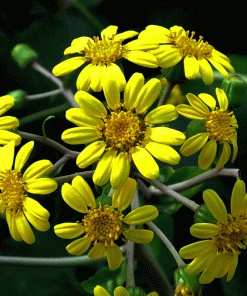 Brighter Blooms Shrubs & Hedges Giant Leopard Plant