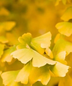 Brighter Blooms Shade Trees Goldspire Ginkgo Tree 7 Brighter Blooms Shade Trees Goldspire Ginkgo Tree