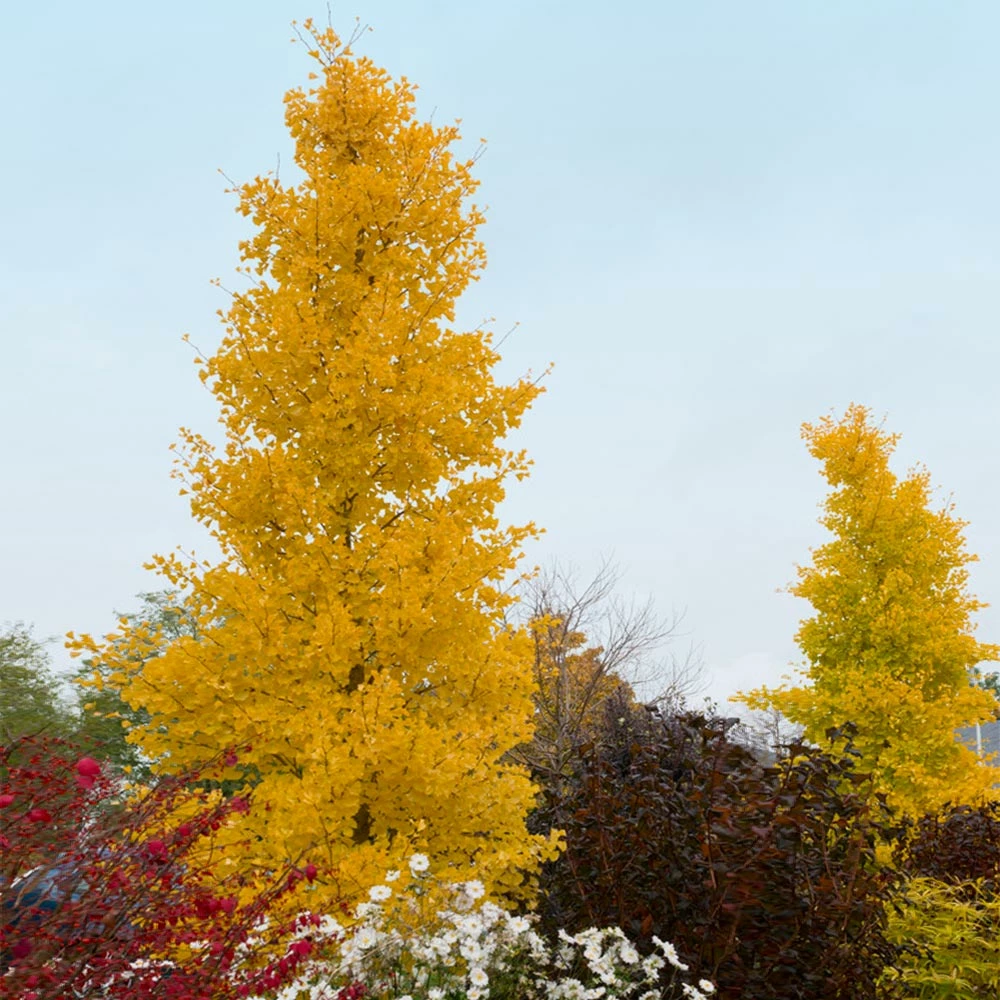 Brighter Blooms Shade Trees Goldspire Ginkgo Tree 2 Brighter Blooms Shade Trees Goldspire Ginkgo Tree