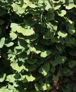 Brighter Blooms Shade Trees Goldspire Ginkgo Tree 9 Brighter Blooms Shade Trees Goldspire Ginkgo Tree