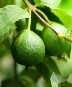 Brighter Blooms Guava Tree 'Ruby Supreme' SHOP ALL 7 Brighter Blooms Guava Tree 'Ruby Supreme' SHOP ALL
