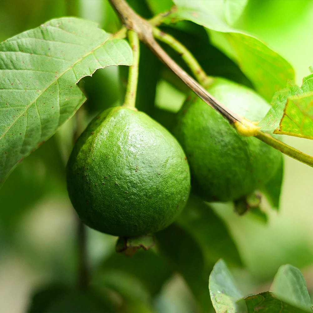 Brighter Blooms Guava Tree 'Ruby Supreme' SHOP ALL 3 Brighter Blooms Guava Tree 'Ruby Supreme' SHOP ALL