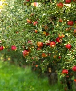 Brighter Blooms Gala Apple Tree Fruit Trees