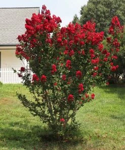 Brighter Blooms Garnet King™ Emerald Empire® Crape Myrtle Tree