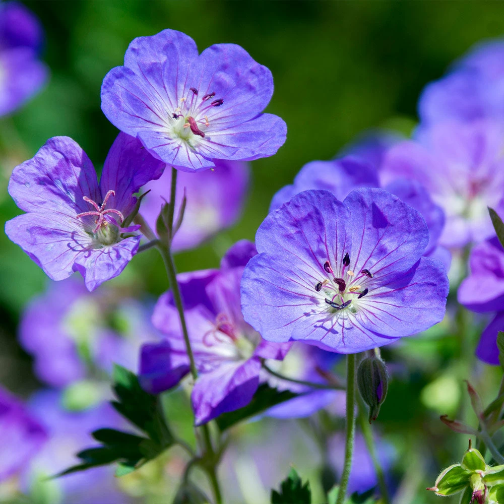 Brighter Blooms Geranium Rozanne Perennials 2 Brighter Blooms Geranium Rozanne Perennials