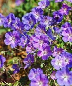 Brighter Blooms Geranium Rozanne Perennials 7 Brighter Blooms Geranium Rozanne Perennials