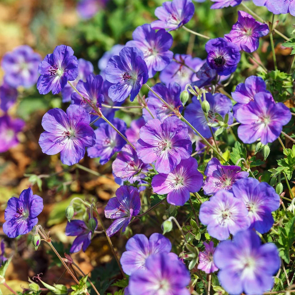 Brighter Blooms Geranium Rozanne Perennials 4 Brighter Blooms Geranium Rozanne Perennials
