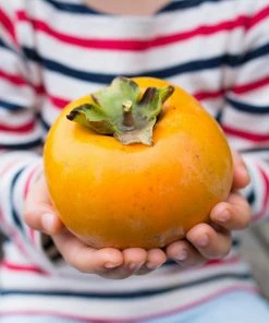 Brighter Blooms Giant Fuyu Persimmon Tree