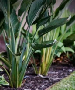 Brighter Blooms Ginger Plant
