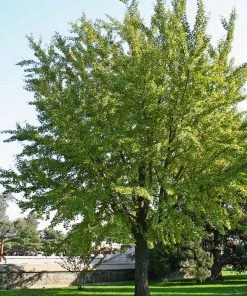 Brighter Blooms Ginkgo Tree Shade Trees 8 Brighter Blooms Ginkgo Tree Shade Trees