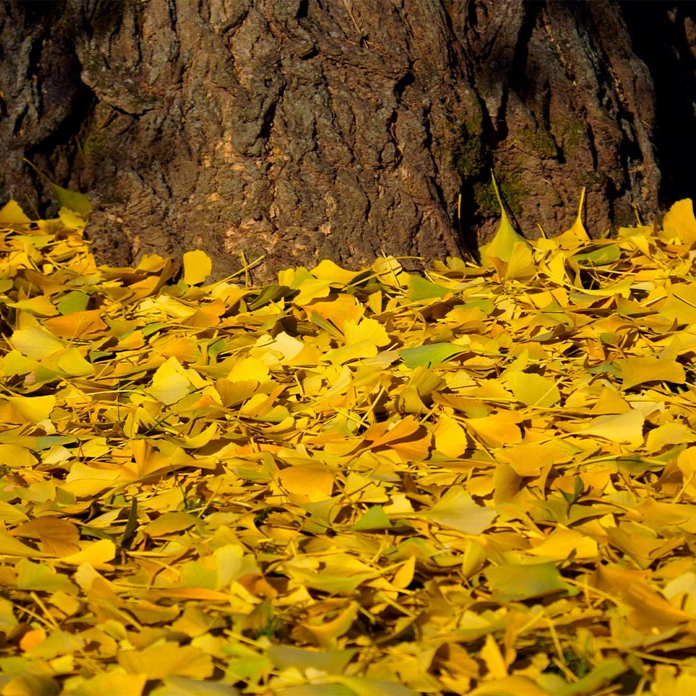 Brighter Blooms Ginkgo Tree Shade Trees 4 Brighter Blooms Ginkgo Tree Shade Trees