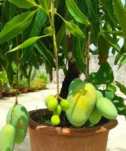 Brighter Blooms Glenn Mango Tree Fruit Trees 10 Brighter Blooms Glenn Mango Tree Fruit Trees