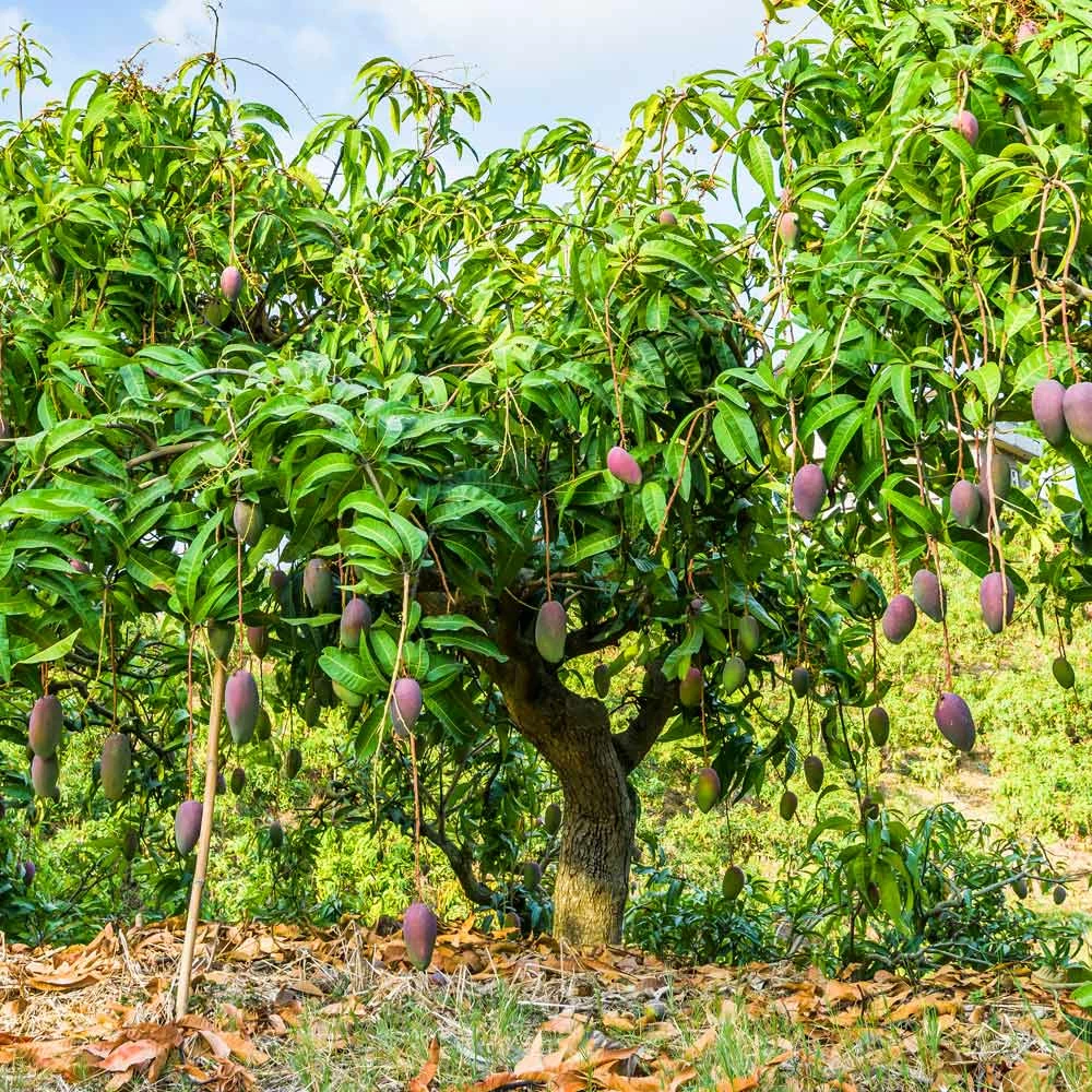 Brighter Blooms Glenn Mango Tree Fruit Trees 6 Brighter Blooms Glenn Mango Tree Fruit Trees