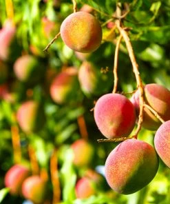 Brighter Blooms Glenn Mango Tree Fruit Trees