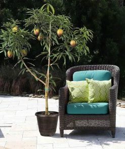 Brighter Blooms Glenn Mango Tree Fruit Trees 12 Brighter Blooms Glenn Mango Tree Fruit Trees