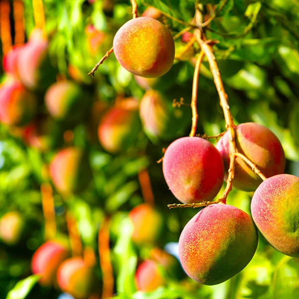 Brighter Blooms Glenn Mango Tree Fruit Trees 1 Brighter Blooms Glenn Mango Tree Fruit Trees