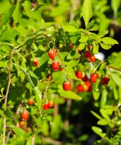 Brighter Blooms Fruit Trees Goji Berry Plant