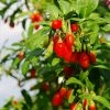 Brighter Blooms Fruit Trees Goji Berry Plant