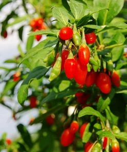 Brighter Blooms Fruit Trees Goji Berry Plant