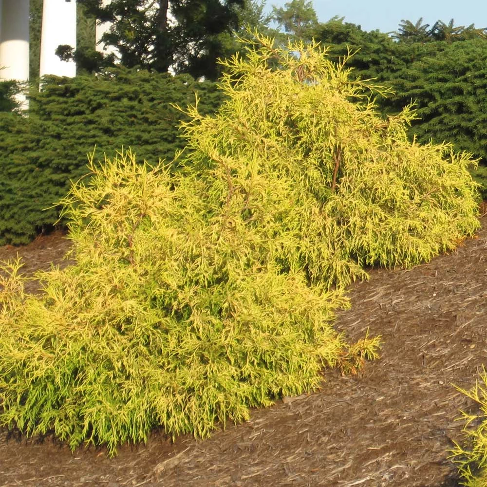 Brighter Blooms Gold Mop Cypress Tree 2 Brighter Blooms Gold Mop Cypress Tree
