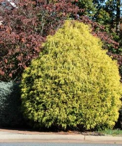 Brighter Blooms Gold Mop Cypress Tree