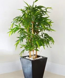 Brighter Blooms Golden Bamboo Plant